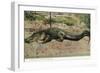 Florida - View of 19 Foot Long Alligator-Lantern Press-Framed Art Print