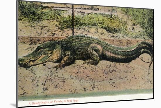 Florida - View of 19 Foot Long Alligator-Lantern Press-Mounted Art Print