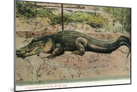 Florida - View of 19 Foot Long Alligator-Lantern Press-Mounted Art Print