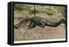 Florida - View of 19 Foot Long Alligator-Lantern Press-Framed Stretched Canvas