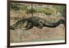Florida - View of 19 Foot Long Alligator-Lantern Press-Framed Art Print