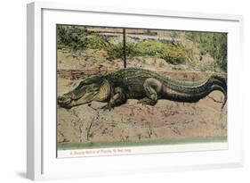 Florida - View of 19 Foot Long Alligator-Lantern Press-Framed Art Print