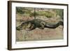 Florida - View of 19 Foot Long Alligator-Lantern Press-Framed Art Print