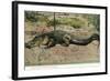 Florida - View of 19 Foot Long Alligator-Lantern Press-Framed Art Print