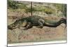 Florida - View of 19 Foot Long Alligator-Lantern Press-Mounted Art Print