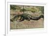 Florida - View of 19 Foot Long Alligator-Lantern Press-Framed Art Print