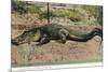 Florida - View of 19 Foot Long Alligator-Lantern Press-Mounted Art Print