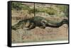 Florida - View of 19 Foot Long Alligator-Lantern Press-Framed Stretched Canvas