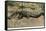 Florida - View of 19 Foot Long Alligator-Lantern Press-Framed Stretched Canvas