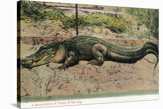 Florida - View of 19 Foot Long Alligator-Lantern Press-Stretched Canvas