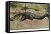 Florida - View of 19 Foot Long Alligator-Lantern Press-Framed Stretched Canvas