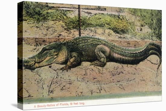 Florida - View of 19 Foot Long Alligator-Lantern Press-Stretched Canvas