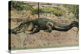 Florida - View of 19 Foot Long Alligator-Lantern Press-Stretched Canvas