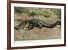 Florida - View of 19 Foot Long Alligator-Lantern Press-Framed Premium Giclee Print