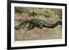 Florida - View of 19 Foot Long Alligator-Lantern Press-Framed Premium Giclee Print