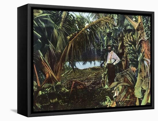 Florida - View of a Banana Grove-Lantern Press-Framed Stretched Canvas