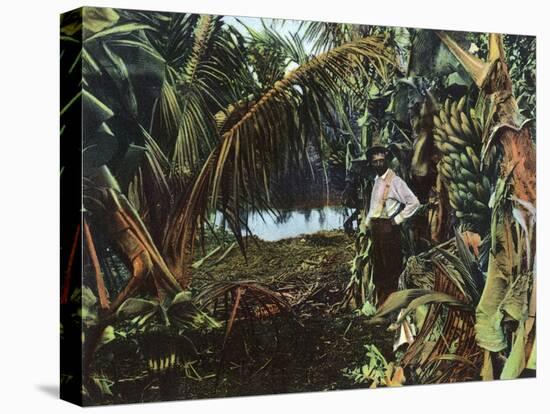 Florida - View of a Banana Grove-Lantern Press-Stretched Canvas