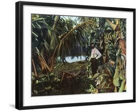 Florida - View of a Banana Grove-Lantern Press-Framed Art Print