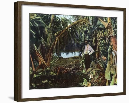 Florida - View of a Banana Grove-Lantern Press-Framed Art Print