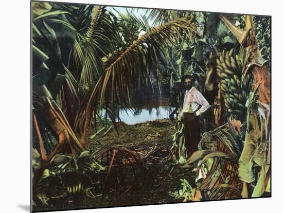 Florida - View of a Banana Grove-Lantern Press-Mounted Art Print