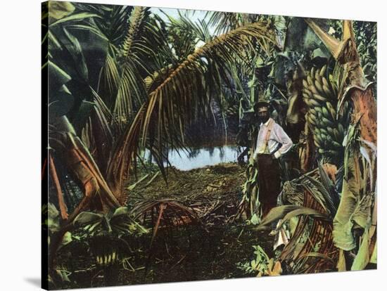 Florida - View of a Banana Grove-Lantern Press-Stretched Canvas