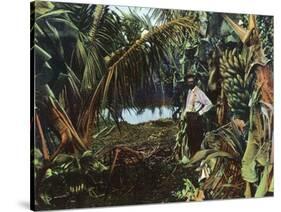 Florida - View of a Banana Grove-Lantern Press-Stretched Canvas