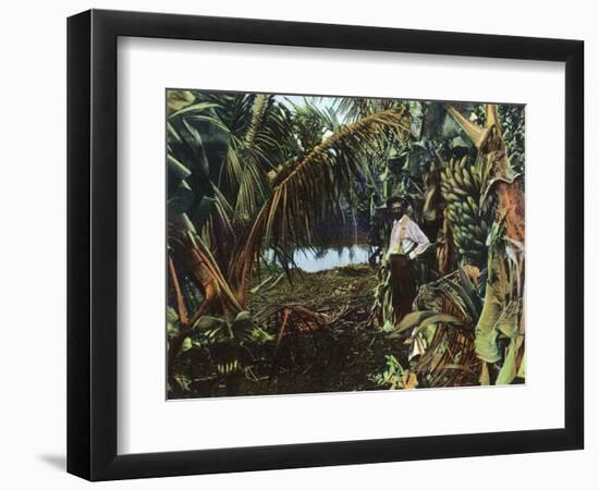 Florida - View of a Banana Grove-Lantern Press-Framed Art Print