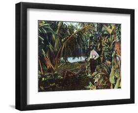 Florida - View of a Banana Grove-Lantern Press-Framed Art Print