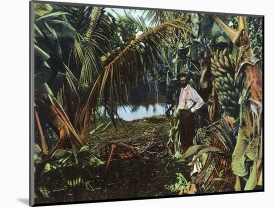 Florida - View of a Banana Grove-Lantern Press-Mounted Art Print