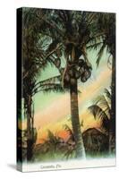 Florida - View of Coconuts in Tree-Lantern Press-Stretched Canvas