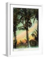 Florida - View of Coconuts in Tree-Lantern Press-Framed Art Print