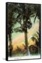 Florida - View of Coconuts in Tree-Lantern Press-Framed Stretched Canvas