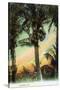 Florida - View of Coconuts in Tree-Lantern Press-Stretched Canvas