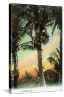 Florida - View of Coconuts in Tree-Lantern Press-Stretched Canvas