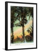 Florida - View of Coconuts in Tree-Lantern Press-Framed Art Print