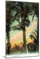 Florida - View of Coconuts in Tree-Lantern Press-Mounted Art Print