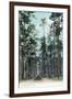 Florida - View of Pine Barrens-Lantern Press-Framed Art Print