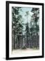 Florida - View of Pine Barrens-Lantern Press-Framed Art Print