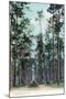 Florida - View of Pine Barrens-Lantern Press-Mounted Art Print