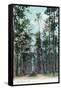 Florida - View of Pine Barrens-Lantern Press-Framed Stretched Canvas