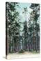 Florida - View of Pine Barrens-Lantern Press-Stretched Canvas