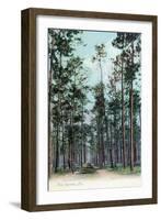 Florida - View of Pine Barrens-Lantern Press-Framed Art Print