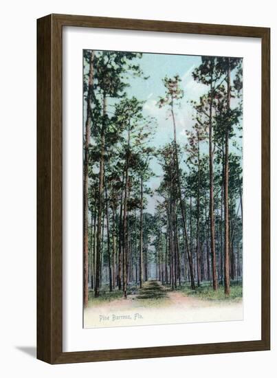 Florida - View of Pine Barrens-Lantern Press-Framed Art Print