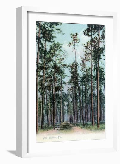 Florida - View of Pine Barrens-Lantern Press-Framed Art Print