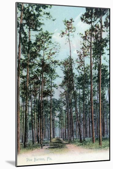 Florida - View of Pine Barrens-Lantern Press-Mounted Art Print