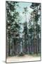 Florida - View of Pine Barrens-Lantern Press-Mounted Art Print