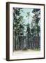 Florida - View of Pine Barrens-Lantern Press-Framed Art Print