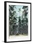 Florida - View of Pine Barrens-Lantern Press-Framed Art Print