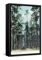 Florida - View of Pine Barrens-Lantern Press-Framed Stretched Canvas