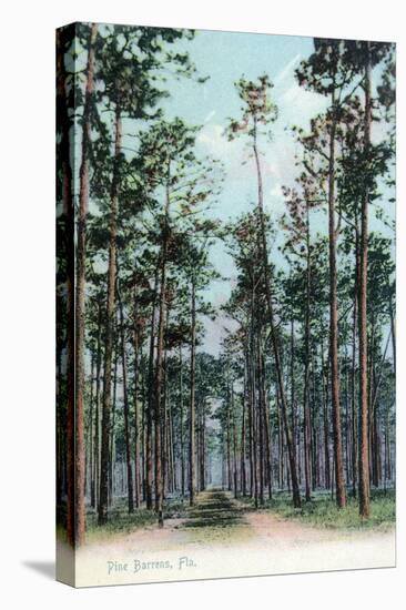 Florida - View of Pine Barrens-Lantern Press-Stretched Canvas